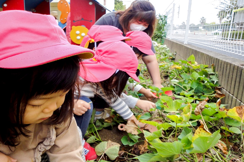 芋掘り